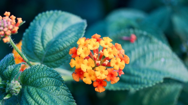 Primer colorido de la flor con hojas