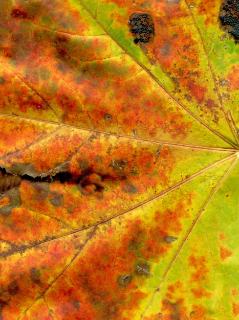 Foto primer colorido de la hoja del otoño del fondo