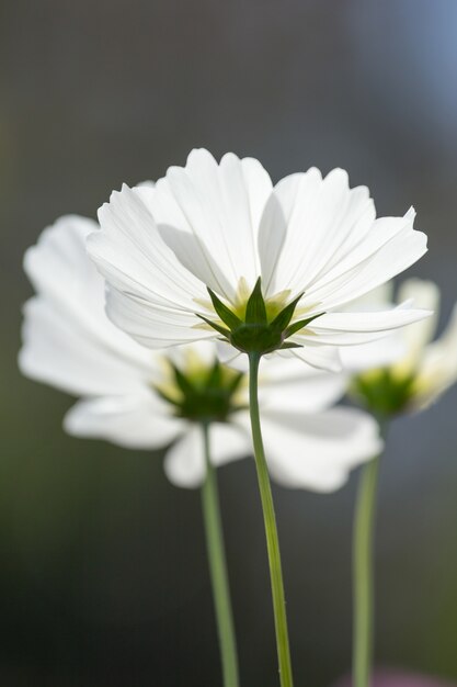 primer cosmos flor blanca