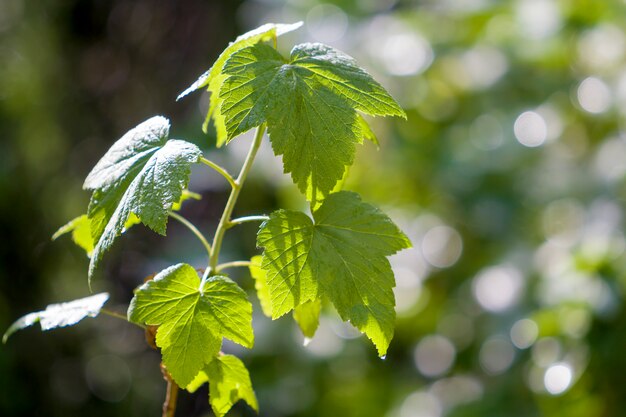 Primer del creciente brote de la pasa con las hojas brillantes frescas brillantes hermosas que brillan intensamente en luz del sol del verano en fondo borroso del bokeh verde y blanco brillante. Concepto de belleza y protección de la naturaleza.