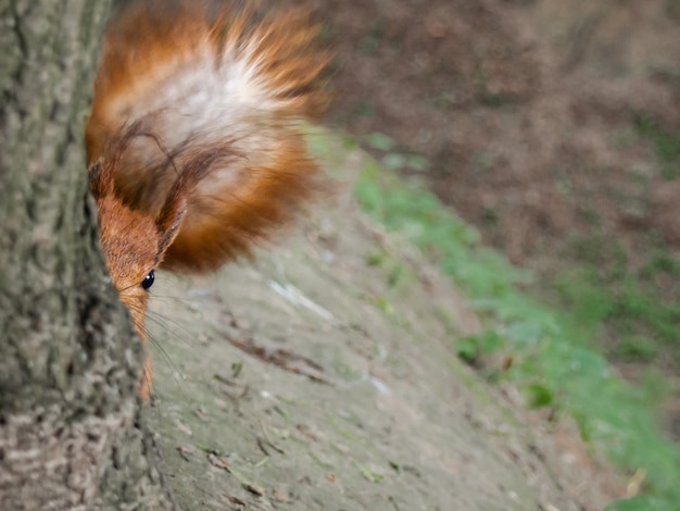 Primer curioso ardilla.