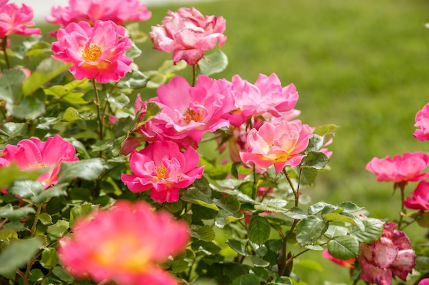 Primer delicado rosado de las flores.