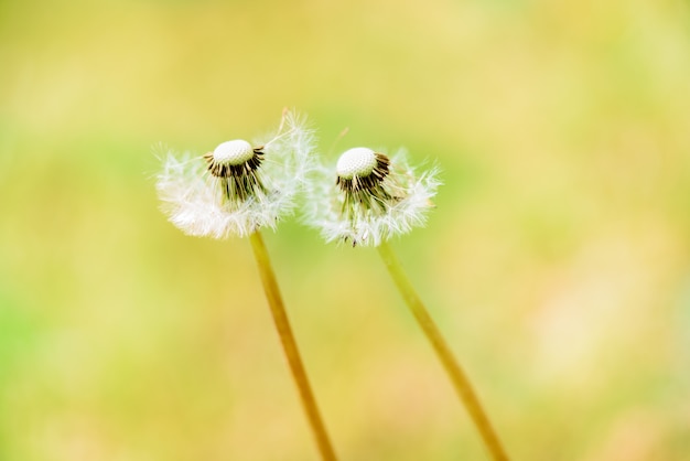 Primer del diente de león blanco con las semillas. Prado de dientes de león amarillos brillantes, hierba verde con efecto bokeh. Elemento de diseño Concepto de verano