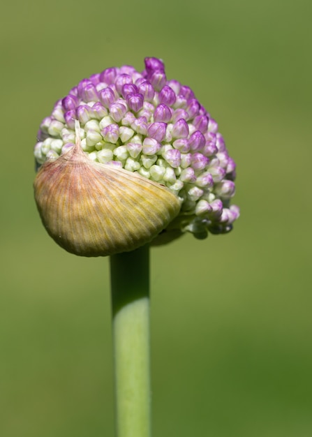 Primer disparo de un capullo de flor de allium