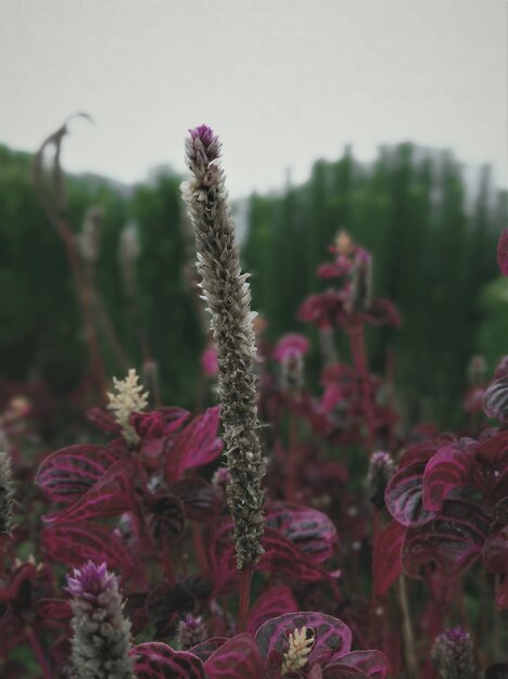 Primer disparo de flores de lavanda en flor