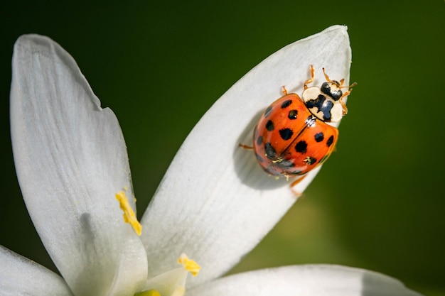 Primer disparo de una mariquita sobre un pétalo blanco