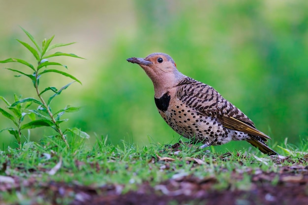 Primer disparó un pájaro parpadeante en un bosque