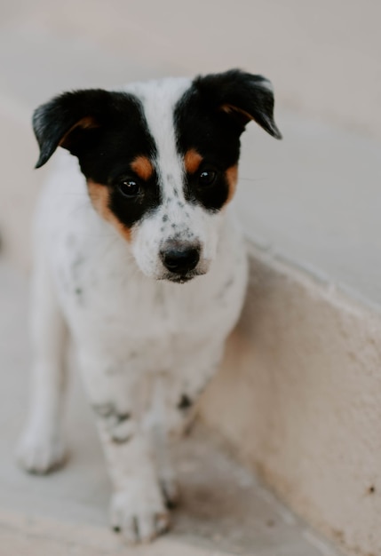 Primer disparo vertical de un bebé perro Ratonero Bodeguero Andaluz