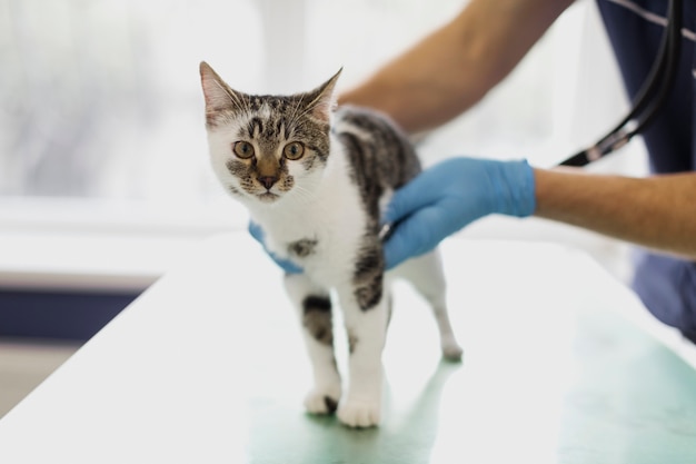 Primer doctor revisando gato pequeño