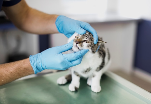 Primer doctor revisando el ojo de gato