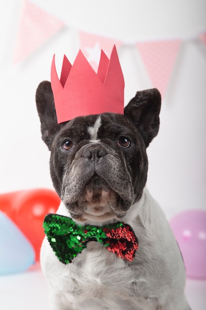 Foto primer del dogo francés con la corbata de lazo y la corona roja en blanco.