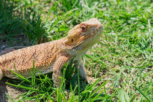 Primer de un dragón barbudo (vitticeps de Pogona) en hierba verde. Mascota doméstica exótica.