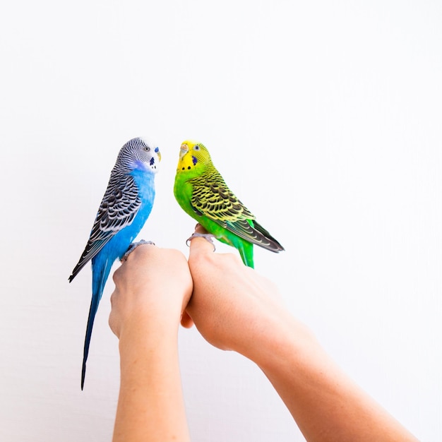 El primer encuentro de un loro macho con una hembra.