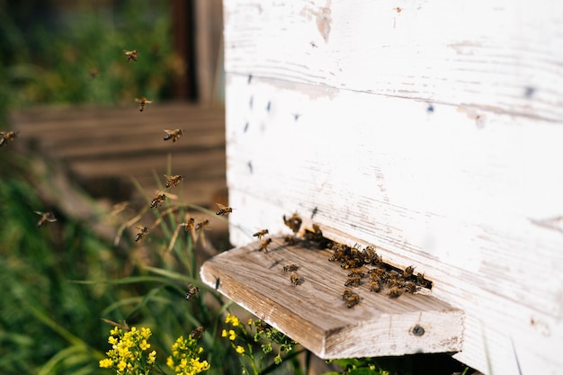 Primer enjambre de abejas melíferas que transportan polen a la colmena en un brillante día soleado de verano en el colmenar