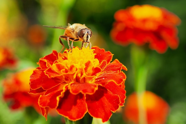 Primer extremo Alone Bee en flor amarilla naranja roja en jardín verde