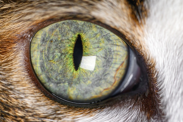 Foto primer extremo del gato hermoso ojo verde.