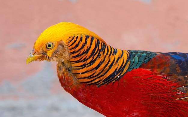 Primer faisán de oro