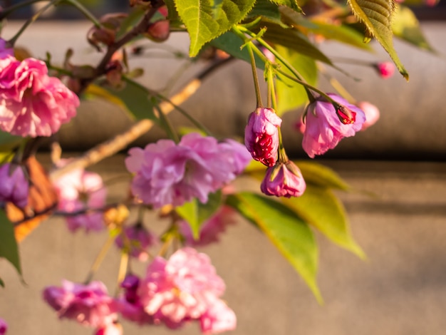 Primer de la flor de cerezo en el jardín.