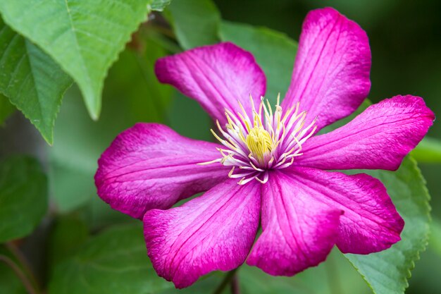 El primer de la flor completamente floreciente púrpura brillante hermosa grande se encendió por el sol en verano verde borroso. Concepto de belleza y ternura de la naturaleza.