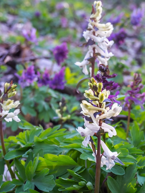 Primer de la flor de Hollowroot en el bosque.