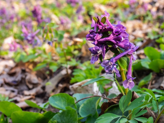 Primer de la flor de Hollowroot en el bosque.