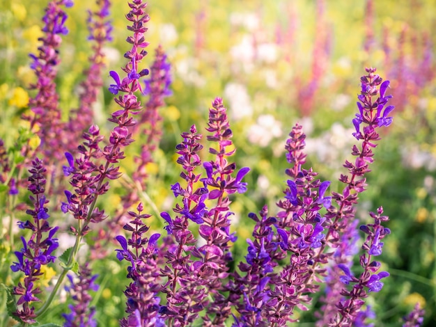 Primer de la flor de Salvia en el prado.