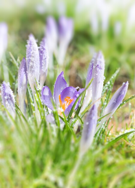 Primer en la flor violeta del azafrán