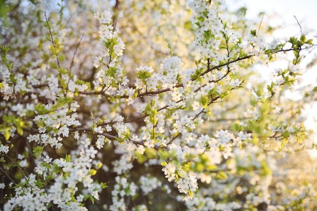 Primer floreciente blanco del manzano. El concepto de primavera