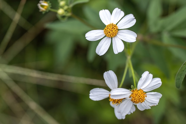 Foto primer floreciente hermoso de las flores de la hierba blanca.