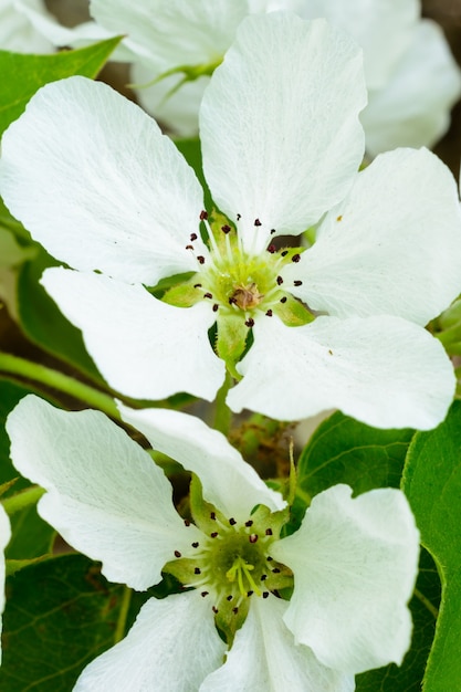 Primer floreciente del manzano. Flores de fotografía macro del manzano. El manzano floreciente (Malus domestica) difunde el fragante aroma en la suave luz del sol. Flor de manzana. La primavera.