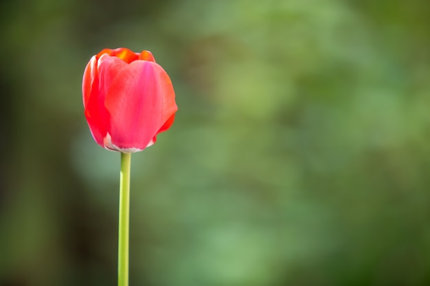 Foto primer de las flores rojas del tulipán que florece en jardín de la primavera al aire libre.