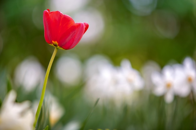 Primer de las flores rojas del tulipán que florece en jardín de la primavera al aire libre.