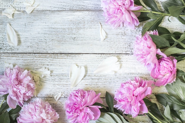 Primer de las flores rosadas hermosas de la peonía con los pétalos en la tabla de madera blanca. Lay Flat