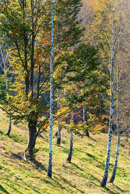 Primer follaje amarillo otoñal en el soleado bosque de hayas y abedules