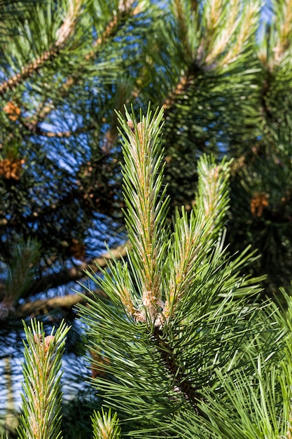 Primer follaje verde de un pino real en la primavera, primer plano de un pino en la primavera en la naturaleza