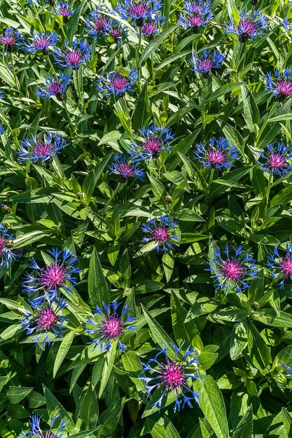 Primer fondo natural de flores y hojas de verano.