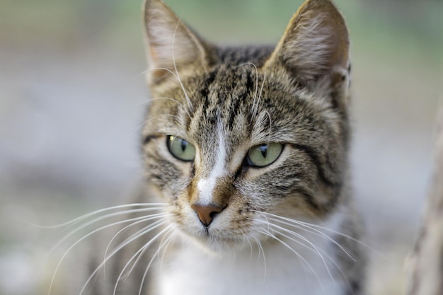 Primer gato callejero de ojos firmes