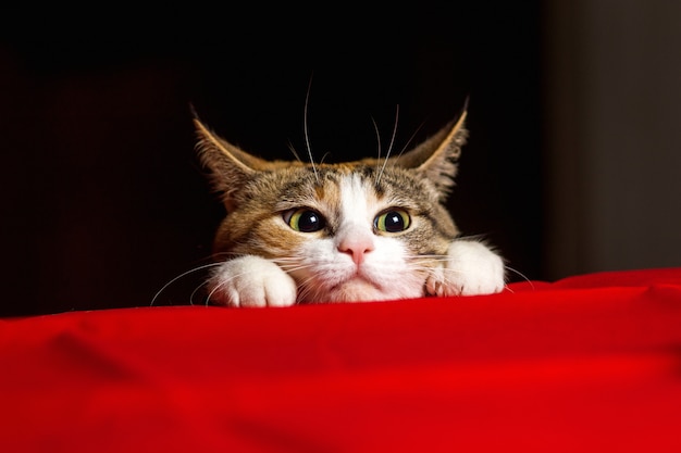 Foto primer gato expresivo con ojos grandes y orejas agachadas antes de tirar