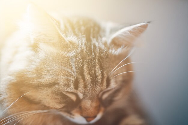 Primer del gato lindo el dormir. Retrato de dormir gato gris. Dormir a rayas tomcat - sueño perfecto.