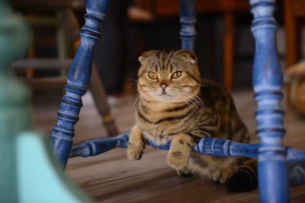 Primer gato en el suelo en animal cafe