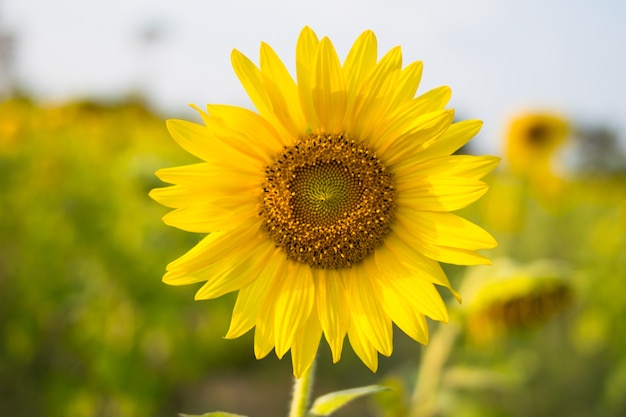 Primer girasol