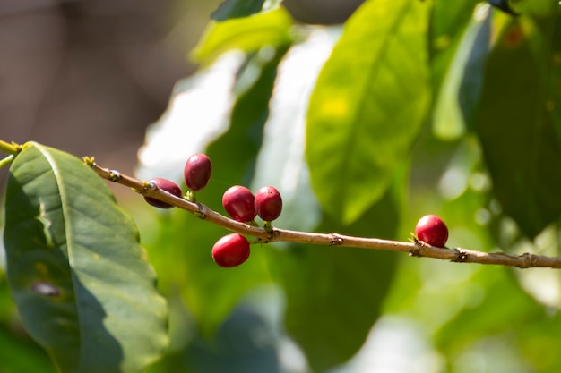 Primer de los granos de café frescos en árbol.