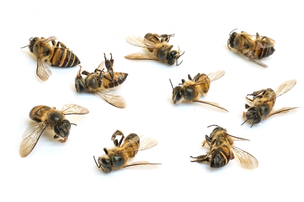 Primer grupo de abejas muertas aisladas en blanco