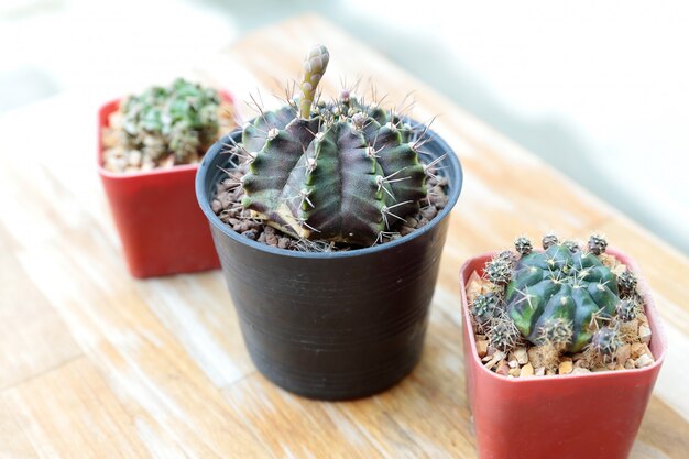 Primer grupo de cactus en una maceta de plástico