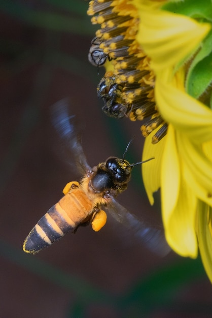 Primer hallazgo de abeja para dulce en girasol