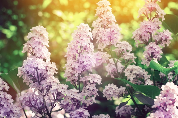 Primer hermoso de las lilas en el fondo del follaje y de la puesta del sol. enfoque selectivo