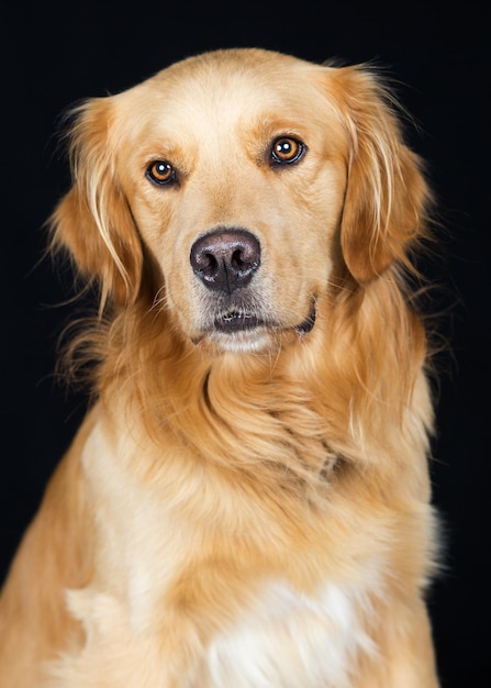 Foto primer hermoso perro golden retriever