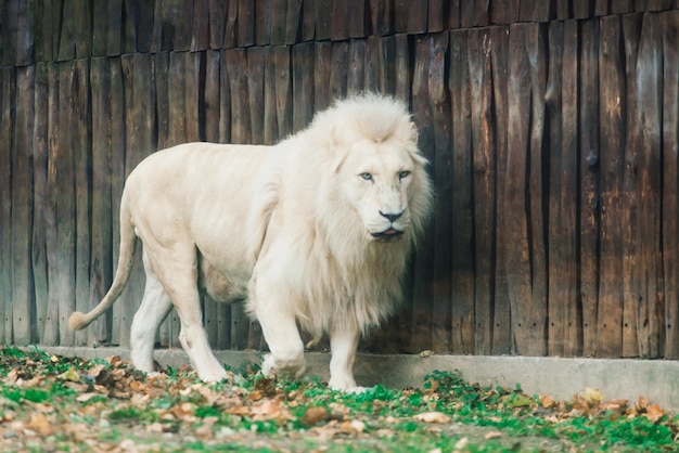 Primer hermoso retrato de un león africano.