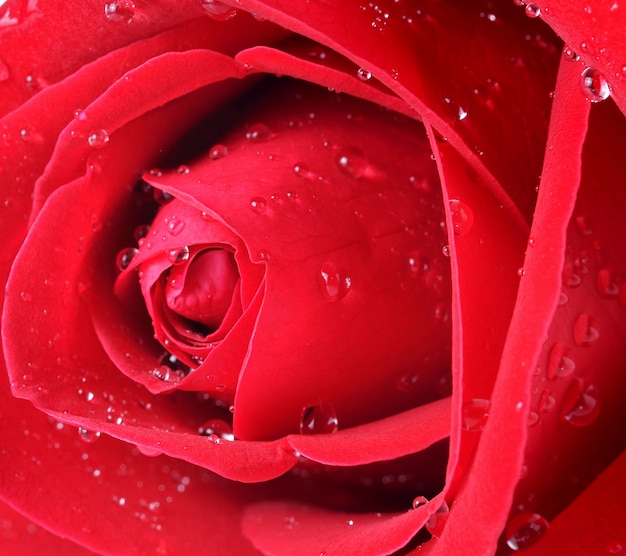 Primer hermoso de la rosa del rojo con gotas