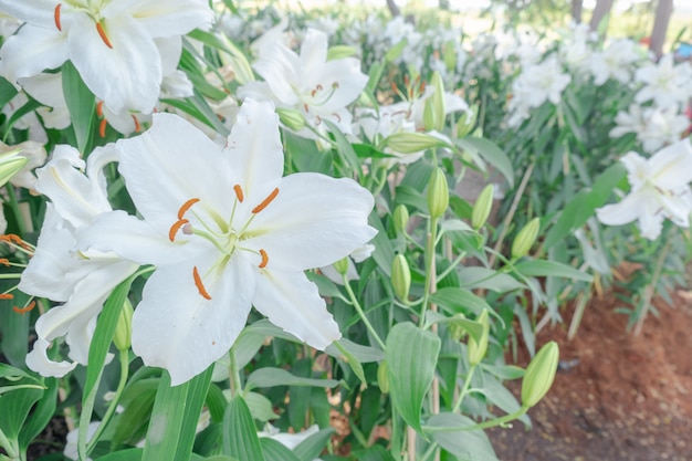 Primer hermoso tigre blanco lilly flor